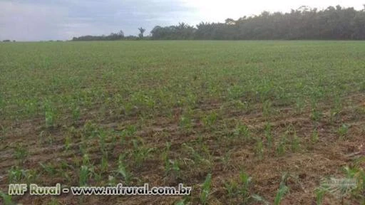 Fazenda em Bragança no Pará - Oportunidade