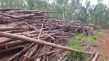 Fornecimento De Cavaco De Eucalipto - Biomassa