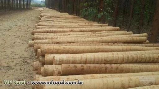 Imagem Dormentes Imagem Dormentes