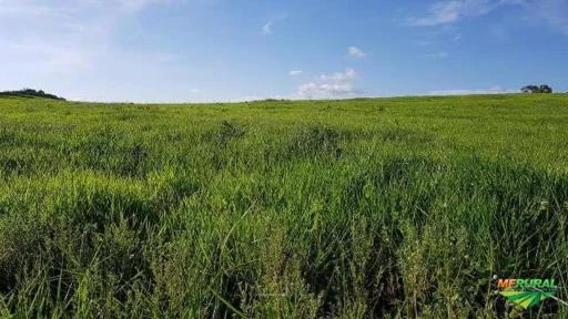 Vende-se linda Fazenda com 13mil hectares no alto alegre, regiao do taiano, excelente para pecuaria