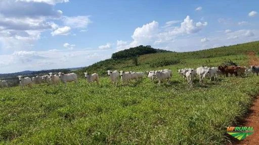 Vende-se linda Fazenda com 13mil hectares no alto alegre, regiao do taiano, excelente para pecuaria