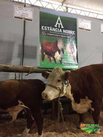 Touros HEREFORD Imagem Touros HEREFORD