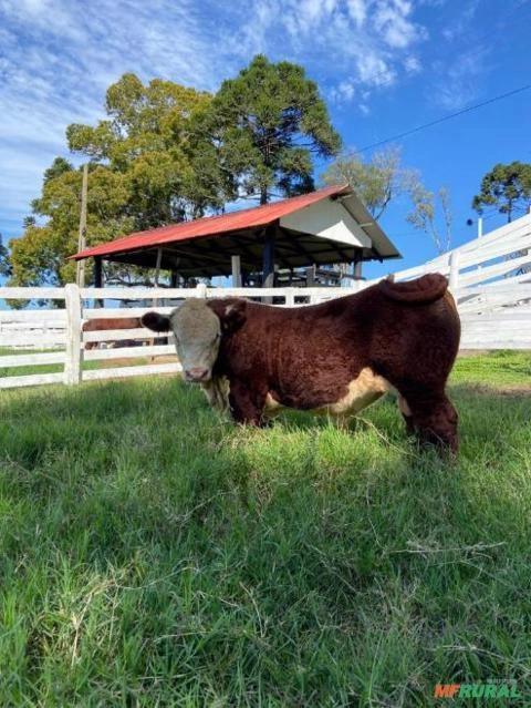 Touros Reprodutores Hereford e Braford. Imagem Touros Reprodutores Hereford e Braford.