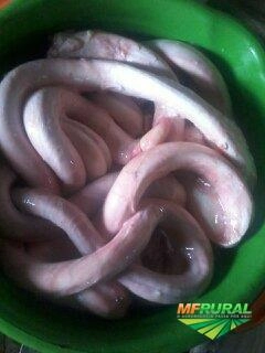 Compro Sebo bovino/Subprodutos Imagem Compro Sebo bovino/Subprodutos