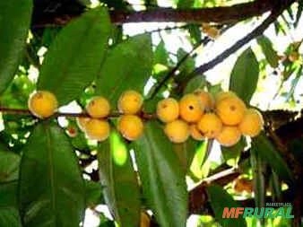 Vendo mudas de Jaboticaba amarela (cabeludinha) Imagem Vendo mudas de Jaboticaba amarela (cabeludinha)