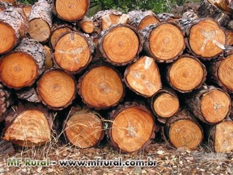 OFERTA DE PINUS Imagem OFERTA DE PINUS