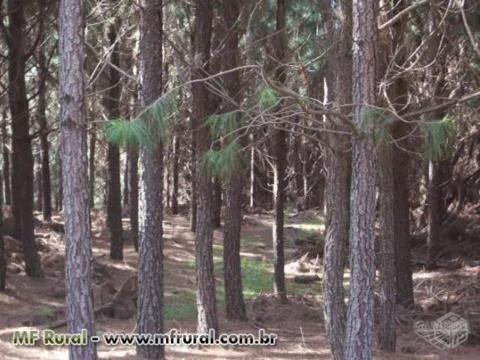 Compramos Madeira de Pinus