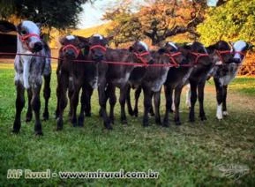 VENDO VACAS, NOVILHAS E BEZERRAS GIROLANDO IA E FIV E BEZERROS NELORE