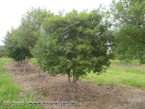 Jabuticabeiras Sabará Adultas Produzindo Imagem Jabuticabeiras Sabará Adultas Produzindo