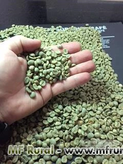Microlotes de café 100% arábica - bebida dura e bebida mole - despolpado e natural
