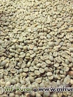 Microlotes de café 100% arábica - bebida dura e bebida mole - despolpado e natural