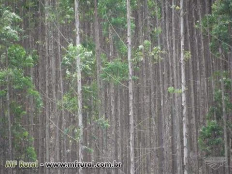 Madeira de Reflorestamento de eucalipto UROGRANDIS