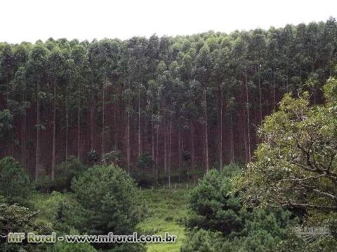 Madeira de Reflorestamento de eucalipto UROGRANDIS