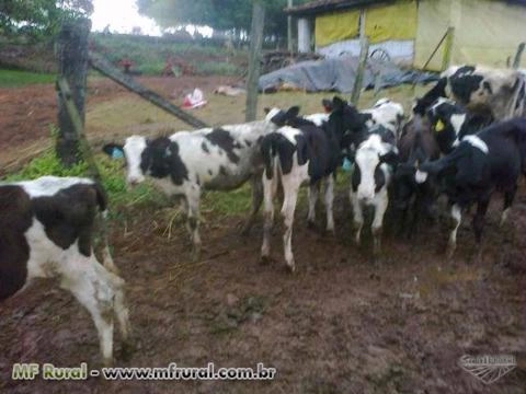 Venda de Terneiras Holandesas em Cruzeiro do Sul RS à venda. 184943
