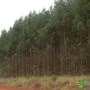 Vendo Floresto em Pé de Eucalipto, 9 anos, cerca de 35mil pés
