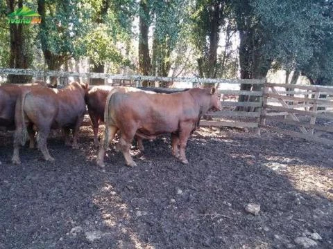 Imagem Touros Angus 2 e 3 anos Imagem Touros Angus 2 e 3 anos