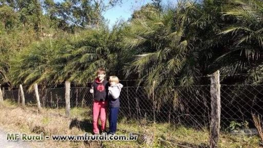 Lote de 600 Palmeira Fênix (2 metros) Imagem Lote de 600 Palmeira Fênix (2 metros)