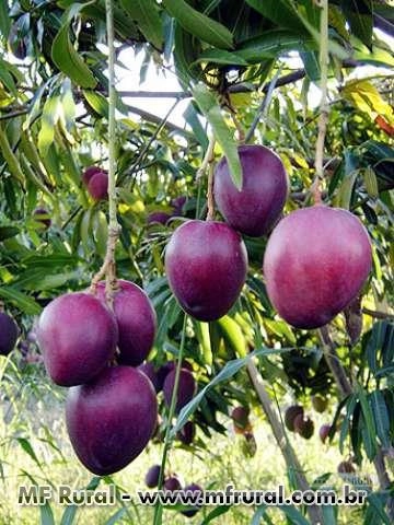 Mudas Manga Palmer Imagem Mudas Manga Palmer