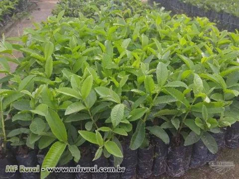 MUDAS DE GOIABA PALUMA LIVRE DE NEMATOIDES