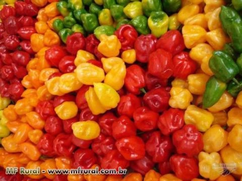 Polpa de Pimenta Malagueta,Tabasco,Habanero Imagem Polpa de Pimenta Malagueta,Tabasco,Habanero