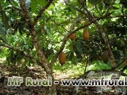 Imagem Amêndoa do cacau inteira Imagem Amêndoa do cacau inteira