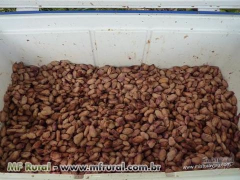 Amêndoa do cacau inteira Imagem Amêndoa do cacau inteira