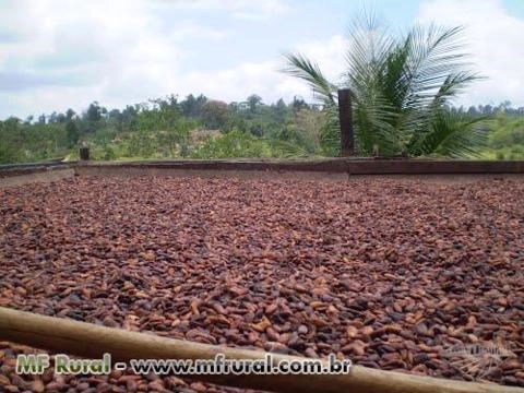 Imagem Amêndoa do cacau inteira Imagem Amêndoa do cacau inteira