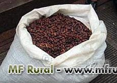 Imagem Amêndoa do cacau inteira Imagem Amêndoa do cacau inteira