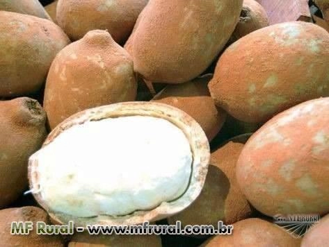 Imagem GRAVIOLA / CACAU / CUPUAÇU Imagem GRAVIOLA / CACAU / CUPUAÇU