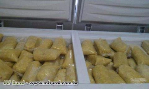 Imagem GRAVIOLA / CACAU / CUPUAÇU Imagem GRAVIOLA / CACAU / CUPUAÇU