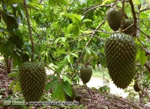 Imagem GRAVIOLA / CACAU / CUPUAÇU Imagem GRAVIOLA / CACAU / CUPUAÇU