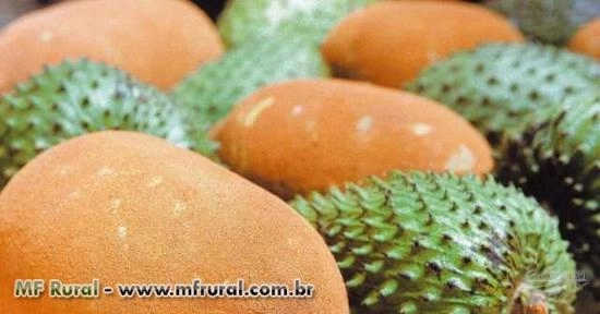 Imagem GRAVIOLA / CACAU / CUPUAÇU Imagem GRAVIOLA / CACAU / CUPUAÇU