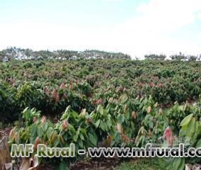 Imagem GRAVIOLA / CACAU / CUPUAÇU Imagem GRAVIOLA / CACAU / CUPUAÇU