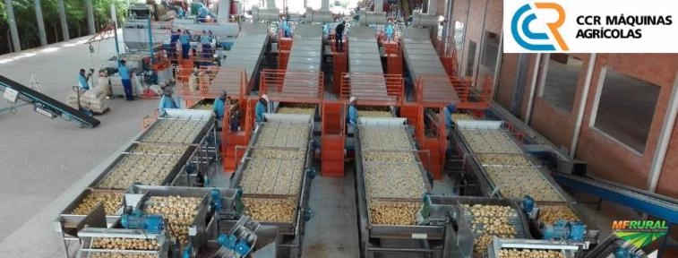 Máquinas e equipamentos para beneficiamento e classificação de legumes e frutas Imagem Máquinas e equipamentos para beneficiamento e classificação de legumes e frutas