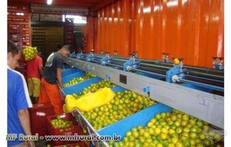 Máquinas e equipamentos para beneficiamento e classificação de legumes e frutas