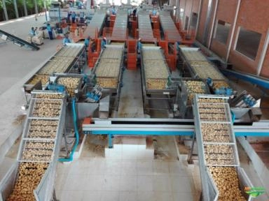 Imagem Máquinas para Beneficiamento de Frutas Imagem Máquinas para Beneficiamento de Frutas