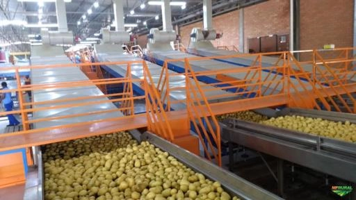 Imagem Máquinas para Beneficiamento de Frutas Imagem Máquinas para Beneficiamento de Frutas