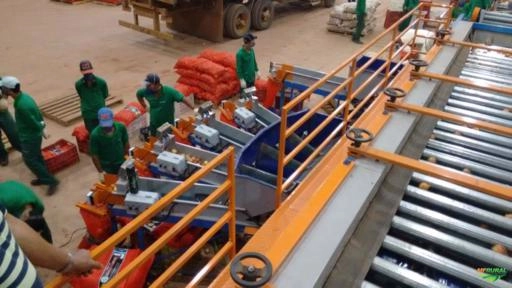 Imagem Máquinas para Beneficiamento de Frutas Imagem Máquinas para Beneficiamento de Frutas