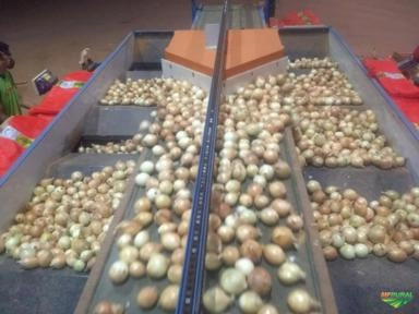 Imagem Máquinas para Beneficiamento de Frutas Imagem Máquinas para Beneficiamento de Frutas