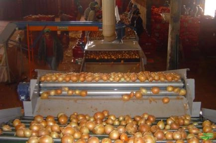 Máquinas para Beneficiamento de Frutas Imagem Máquinas para Beneficiamento de Frutas