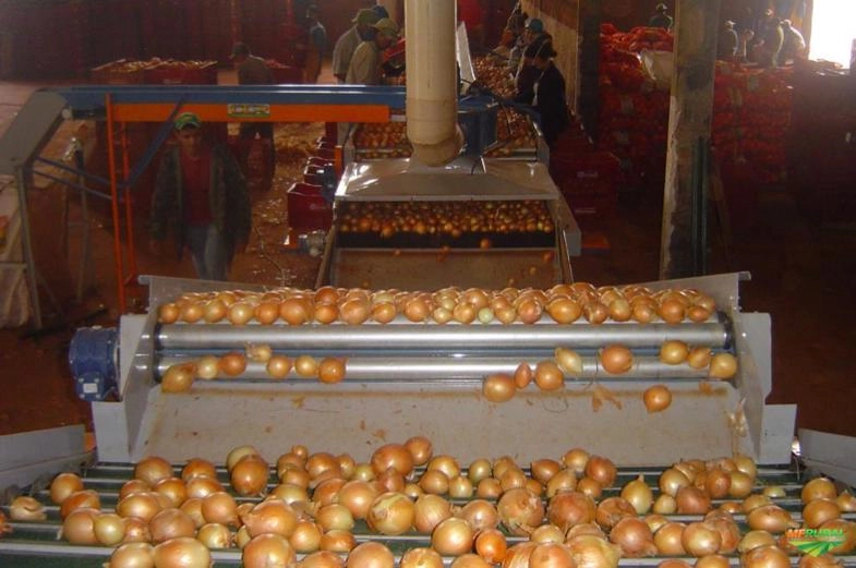 Máquinas para Beneficiamento de Frutas Imagem Máquinas para Beneficiamento de Frutas