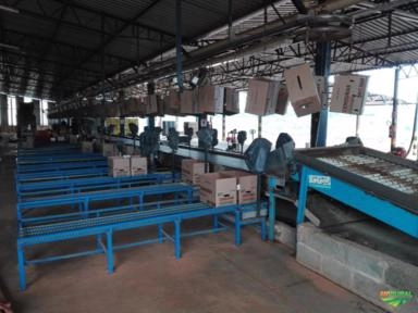 Imagem Máquinas para Beneficiamento de Frutas Imagem Máquinas para Beneficiamento de Frutas