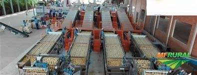 Imagem Máquinas para Beneficiamento de Frutas Imagem Máquinas para Beneficiamento de Frutas