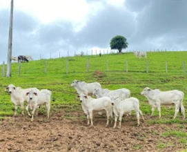 Tourinhos / Touro Tabapuã PO