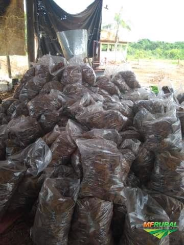 Imagem Casca de pinus embalada Imagem Casca de pinus embalada