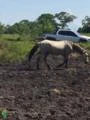 Lindo cavalo Mangalarga de sela bom pra trabalhar mansinho no campo