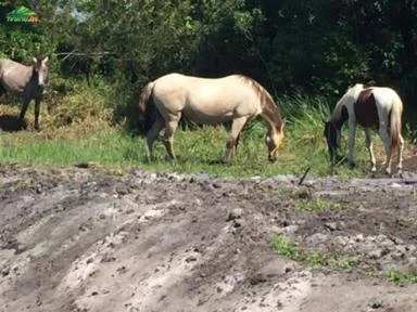 Lindo cavalo Mangalarga de sela bom pra trabalhar mansinho no campo