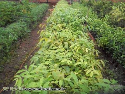 Mudas Nativas / Cerca Viva / Pupunha Imagem Mudas Nativas / Cerca Viva / Pupunha