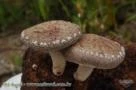 cogumelos shiitake