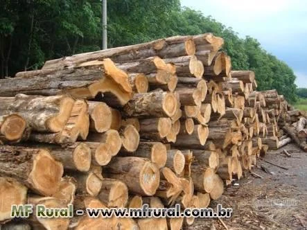 Compro madeira Teca